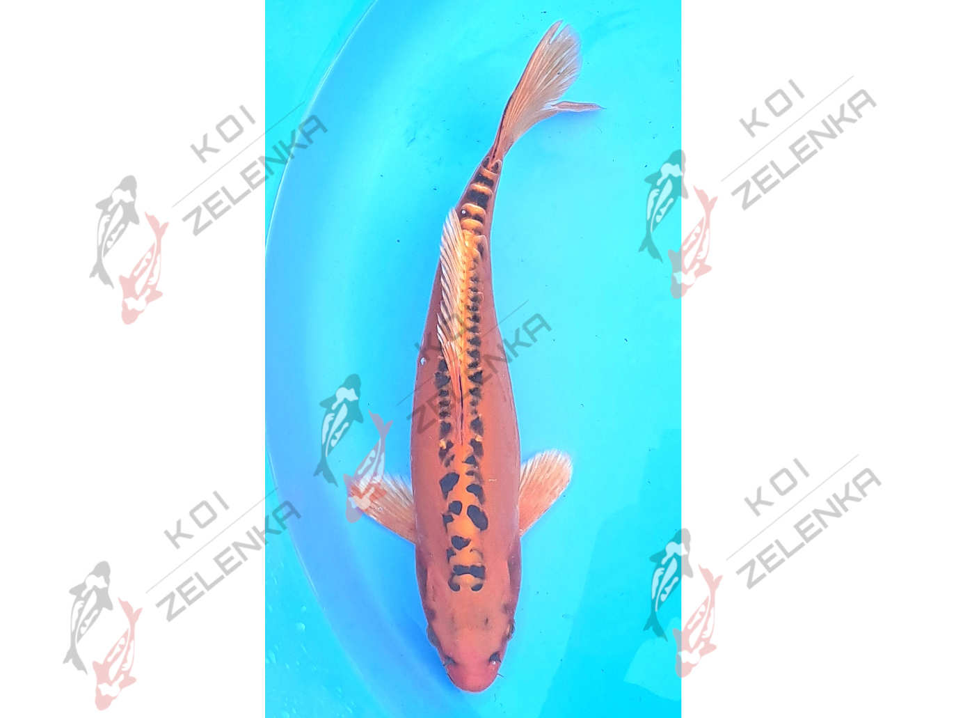 Koi - Mizuho Ogon