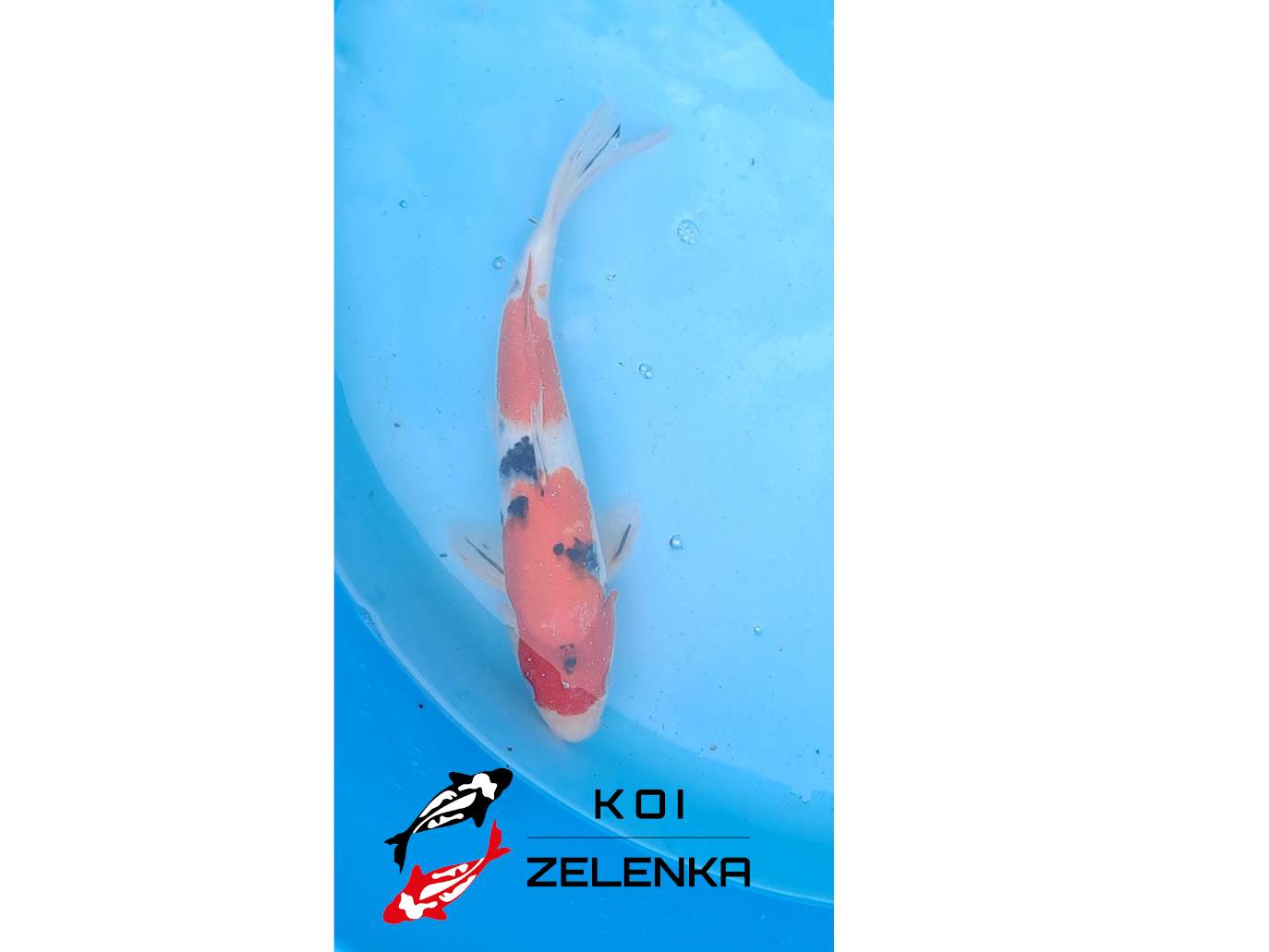 Koi - Sanke